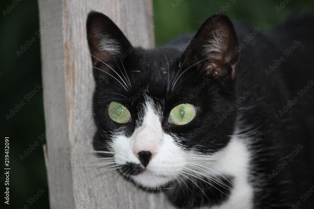 petit chat noir et blanc  sur une barrière