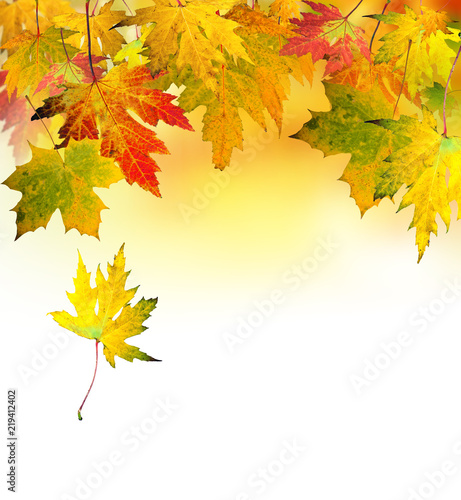 Fall beauty  colorful autumn leaves  Isolated on white background   
