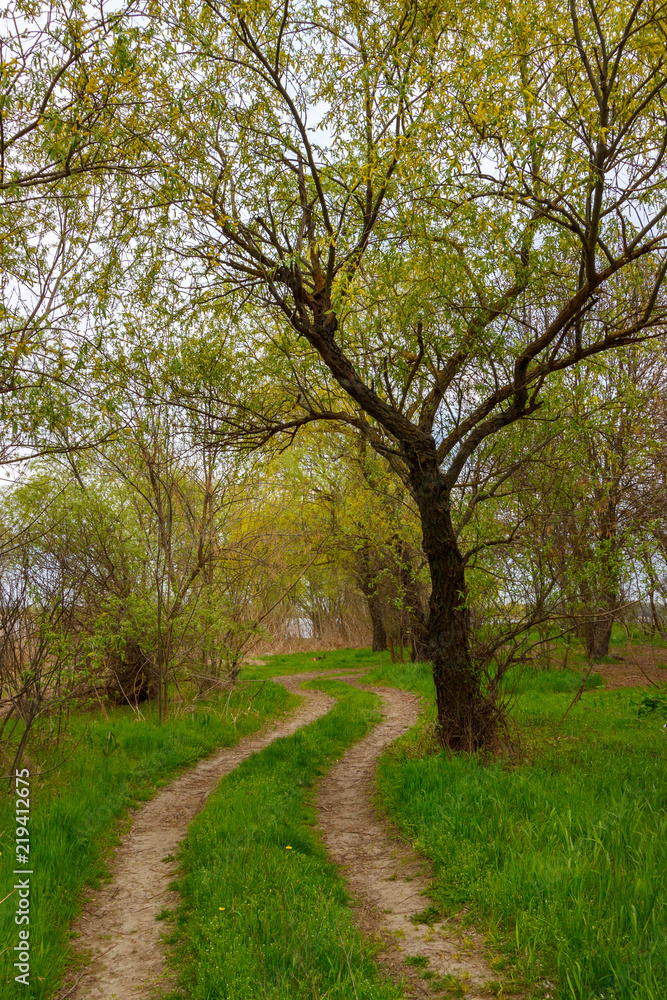 Unpaved rural road leading through the forest Unpaved rural road leading through the forest