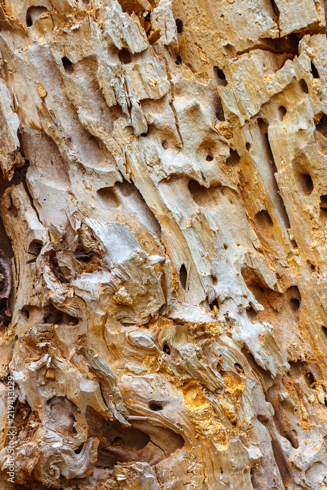 Texture of old wood with bark beetle traces Texture of old wood with bark beetle traces