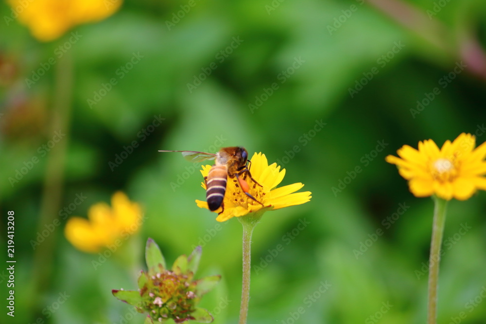 bee on beautiful fresh flower in garden bee on beautiful fresh flower in garden