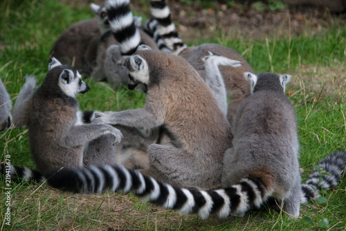 A group of ring tailed lemurs playing in the grass, interacting with each other.