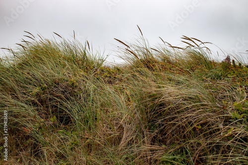 Grass covered dune at the edge of the pacific coast at Nye Beach Newport Central Oregon Pacific Northwest USA