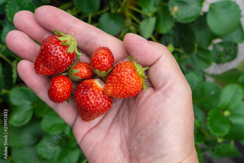 Many strawberries holding in hand