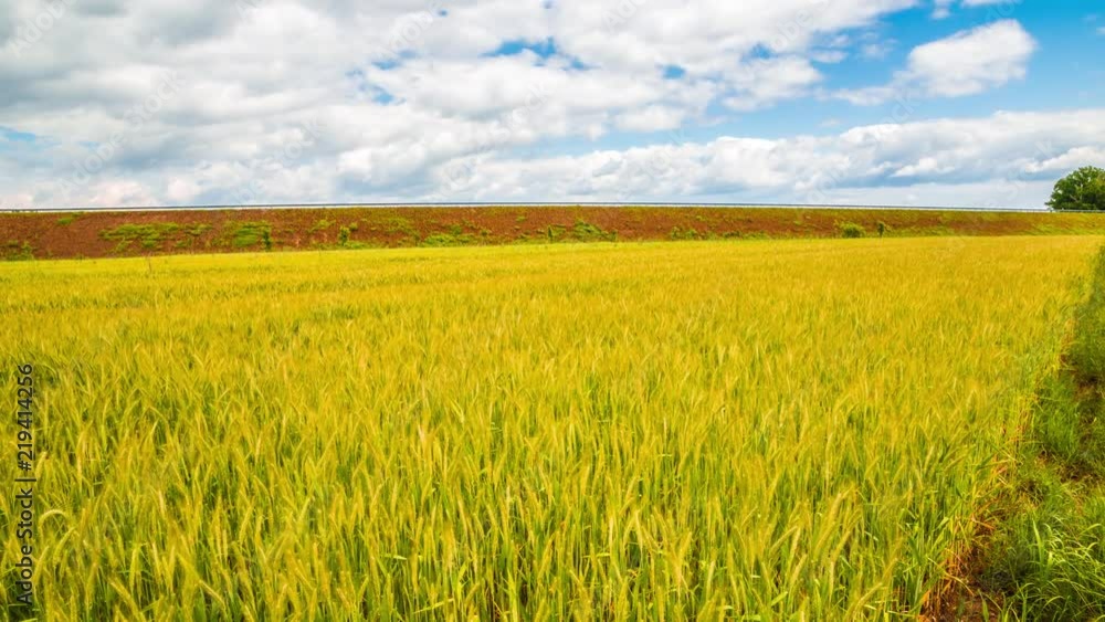 Yellow wheat under blue sky - time lapse 4k or HD No flicker Made from Canon 6d full frame 20 Mpix stills Yellow wheat under blue sky - time lapse 4k or HD No flicker Made from Canon 6d full frame 20 Mpix stills