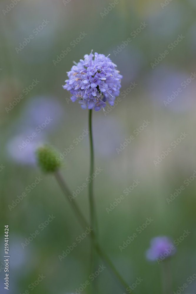 fleur bleu sur fonds vert dans un jardin en été en format paysage fleur bleu sur fonds vert dans un jardin en été en format paysage