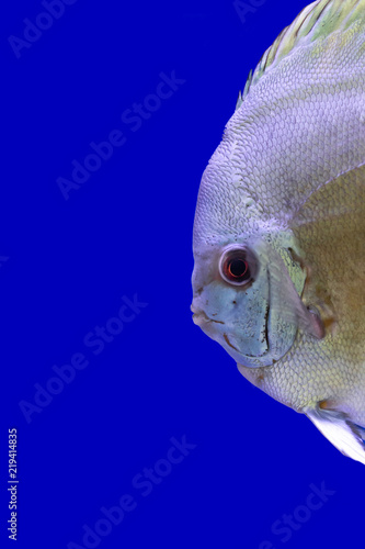 Discus fish name 's Pompadour (White oranges)  on blue screen. Close up Image.