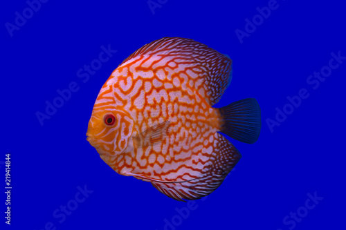 Discus fish name 's Pompadour (White oranges) on blue screen.