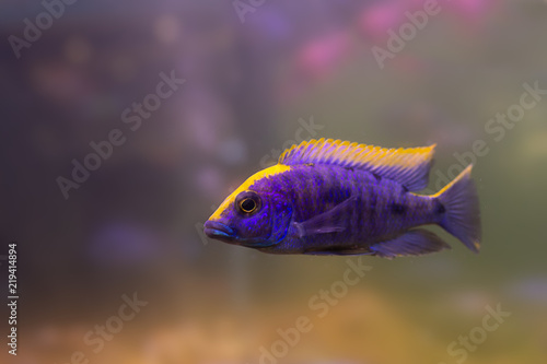 Lonely Purple fish yellow head swimming in aquarium.