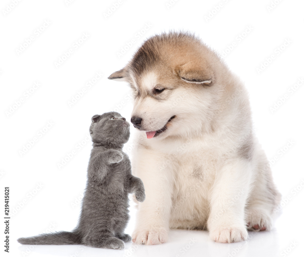 funny kitten sniffs the puppy. isolated on white background funny kitten sniffs the puppy. isolated on white background