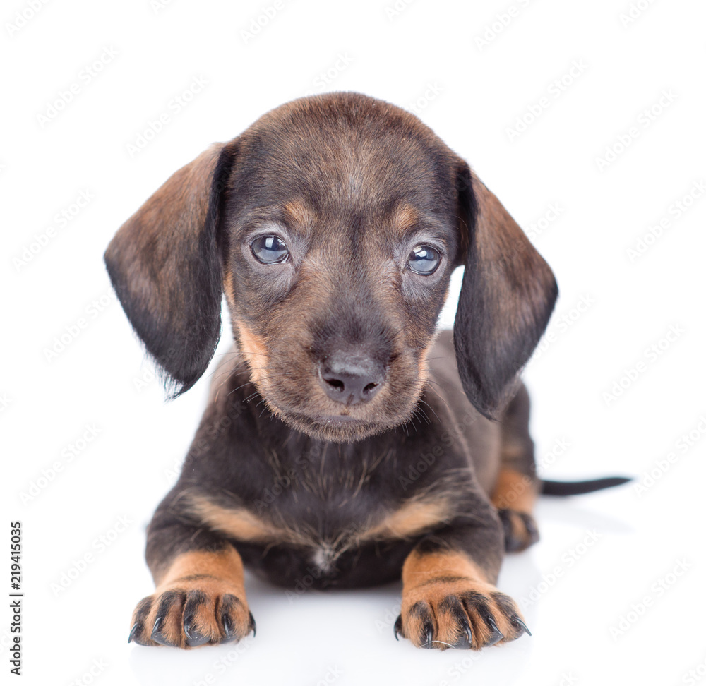 dachshund puppy lying in front view. isolated on white background