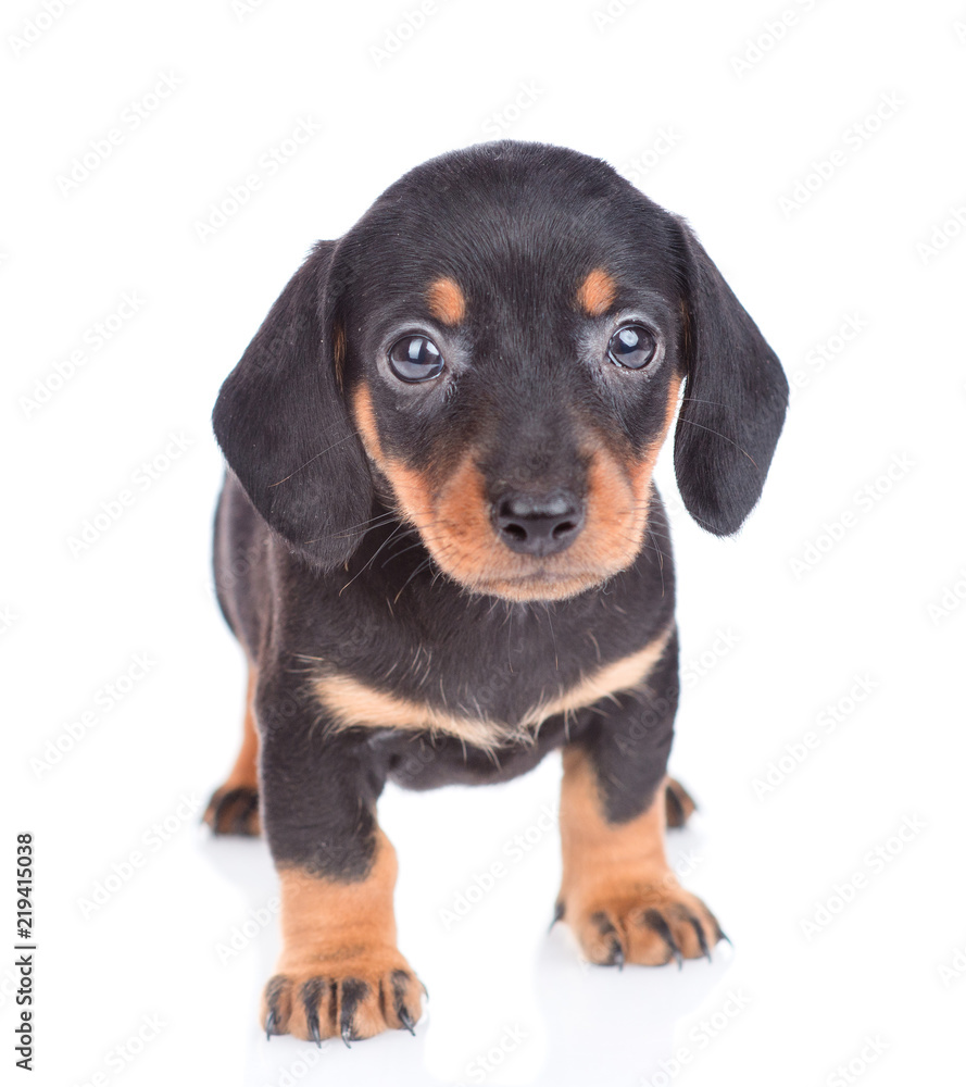 Black dachshund puppy standing in front view. isolated on white background