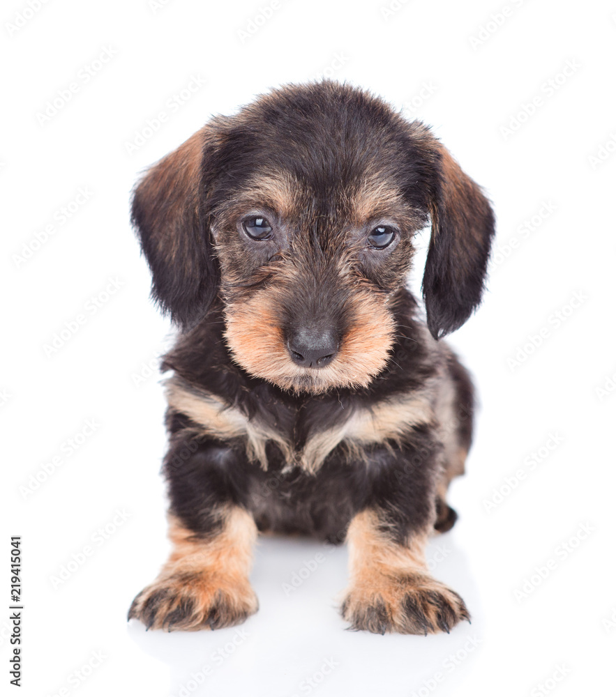 dachshund puppy sitting in front view. isolated on white background