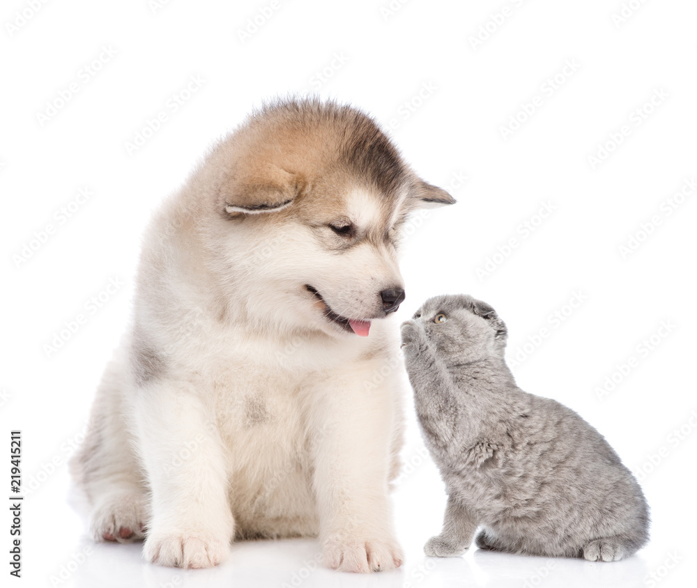 playful kitten with puppy. isolated on white background