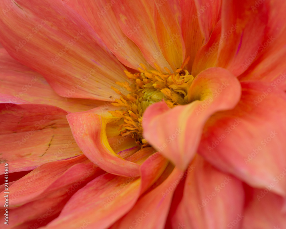 fleur dahlia en couleur orange et jaune en gros plan fleur dahlia en couleur orange et jaune en gros plan