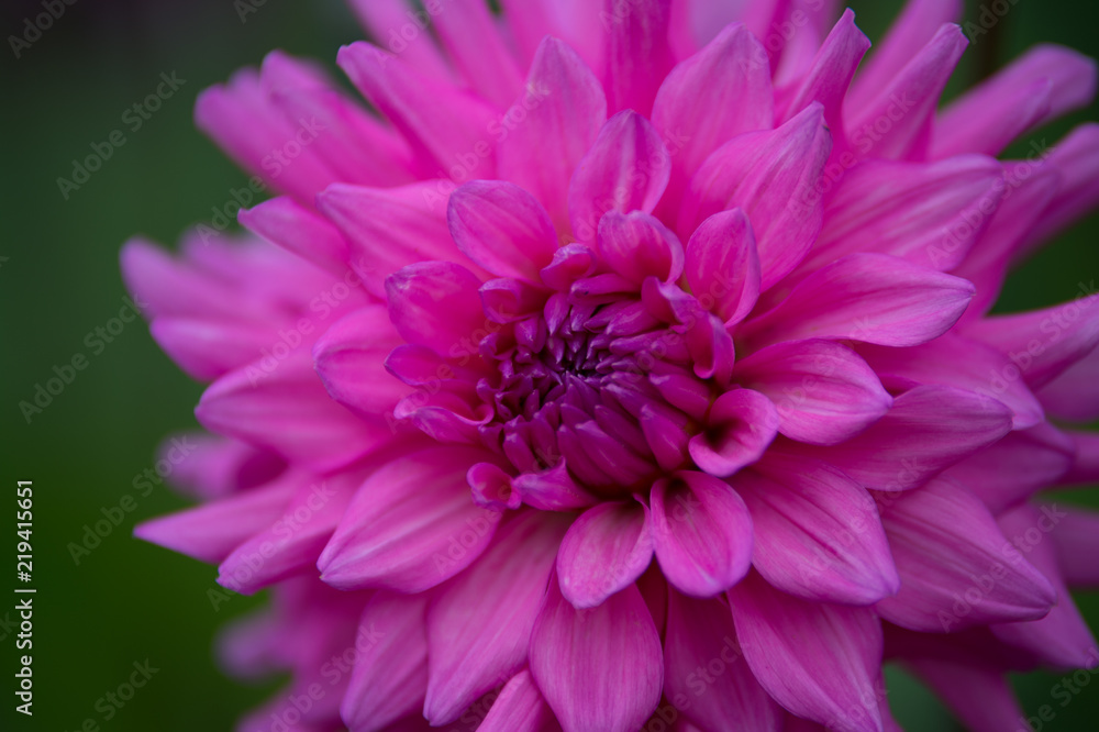 fleur dahlia en couleur rose claire sur fonds vert