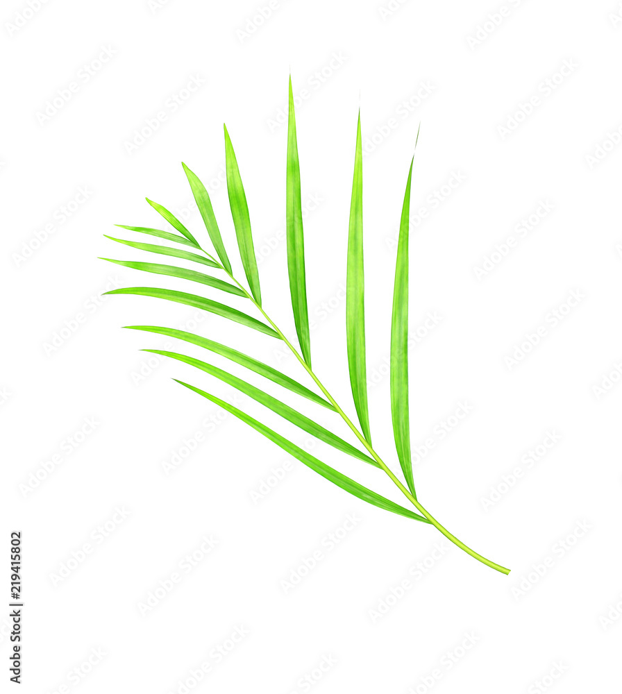 green leaves of palm tree isolated on white background green leaves of palm tree isolated on white background