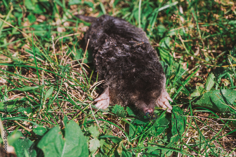 Dead body of small mole animal laying on green grass and insects running on  its fur. Horizontal color image. Stock Photo | Adobe Stock