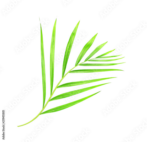 Fototapeta Naklejka Na Ścianę i Meble -  green leaves of palm tree isolated on white background