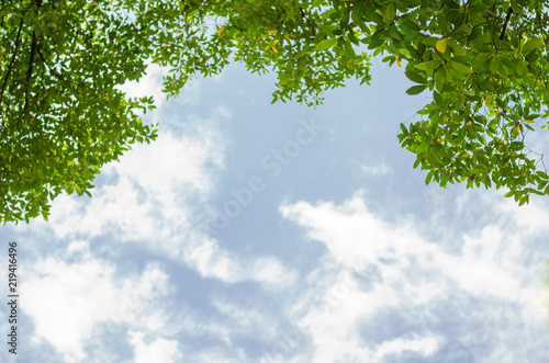 Leaf background with sky