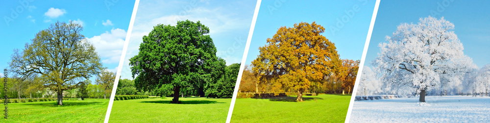 Obraz premium Cztery pory roku - panorama drzewa