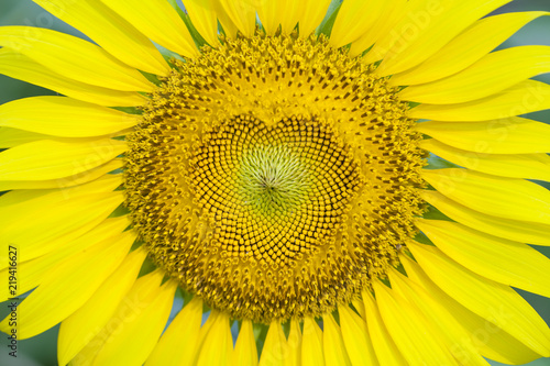 Fototapeta Naklejka Na Ścianę i Meble -  Close-up of petals and pollen of bright yellow sunflower.