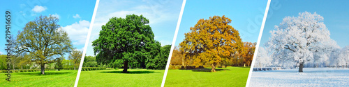 Vier Jahreszeiten - Baum Panorama