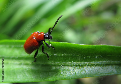 Scarlet Lily Beetle © Norbert