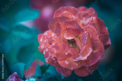 fleur rose de couleur rose blanche tachetée dans un jardin le matin en été en gros plan sur fonds bleu