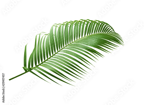 green leaf of palm tree isolated on white background