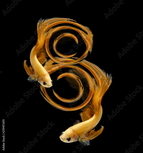 Abstract Number eight fihting fish for desige concept. Orange siamese fighting fish isolated on black background.. photo