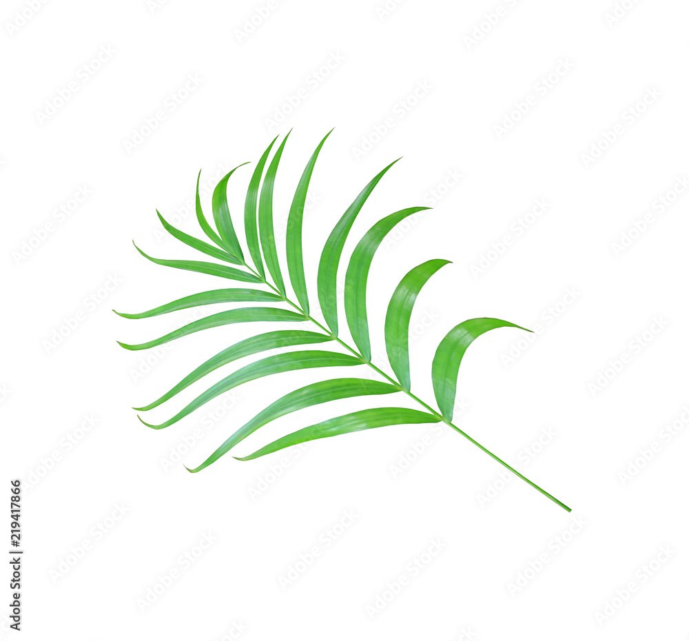 green palm leaf isolated on white background with clipping path green palm leaf isolated on white background with clipping path