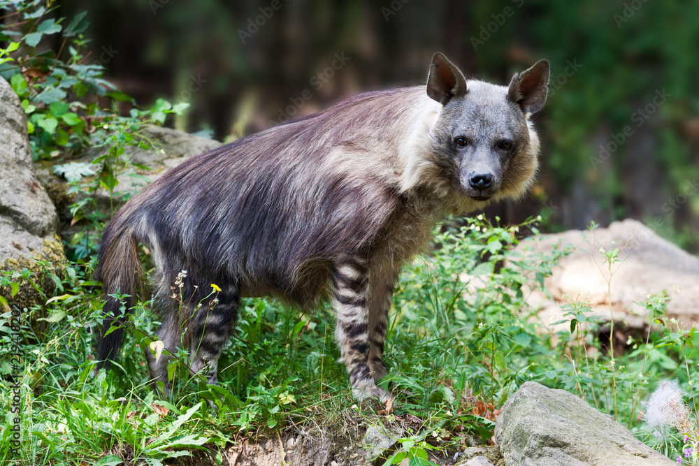 Parahyaena brunnea / Brown hyena called strandwolf Parahyaena brunnea / Brown hyena called strandwolf