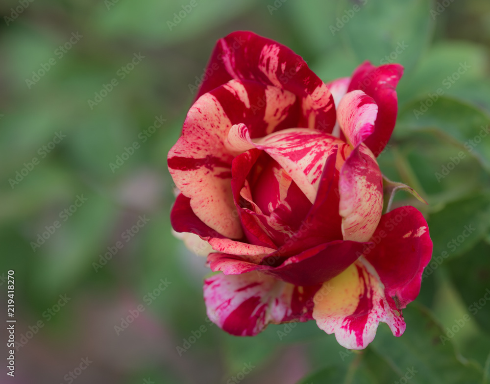 fleur rose de couleur rouge et jaune en vue horizontal le matin en été fleur rose de couleur rouge et jaune en vue horizontal le matin en été