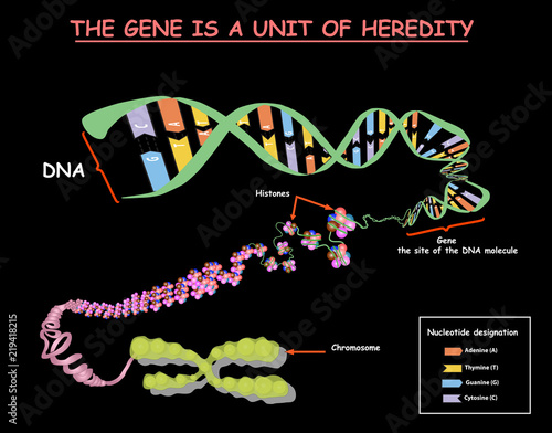 Genome in the structure of DNA. genome sequence. Telo mere is a repeating sequence of double-stranded DNA located at the ends of chromosomes Nucleotide, Phosphate, Sugar, and bases. education vector