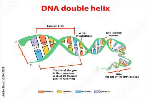 DNA structure double helix on white background. Nucleotide, Phosphate, Sugar, and bases. education vector info graphic. Adenine, Thymine, Guanine, Cytosine.