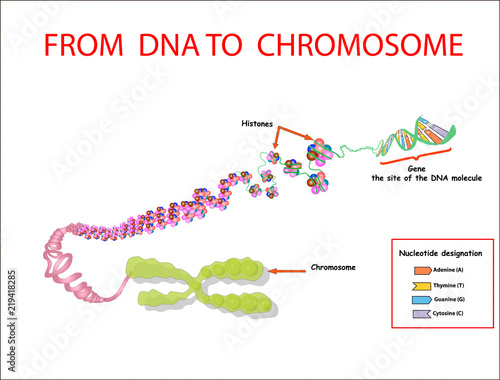 From DNA to chromosome. genome sequence. Telo mere is a repeating sequence of double-stranded DNA located at the ends of chromosomes Nucleotide, Phosphate, Sugar, and bases. education vector