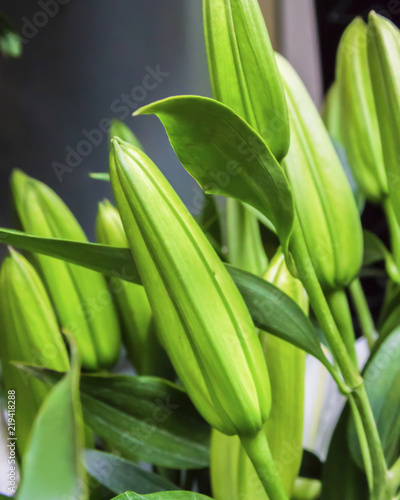 Green lily flowerbed