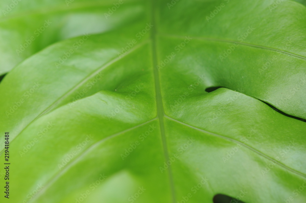 leaves in the tropical forest,Texture of green leaves, leaf in Forest. Garden and Green wall. Green abstract background. leaves in the tropical forest,Texture of green leaves, leaf in Forest. Garden and Green wall. Green abstract background.