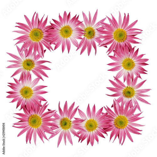 Pink aster flowers in a frame