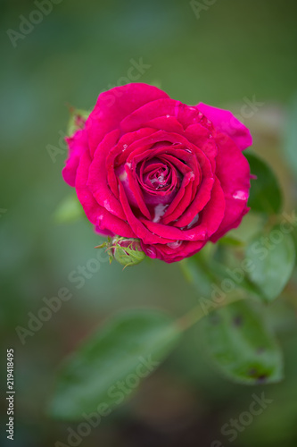 fleur rose de couleur rose vif avec des gouttes d eau