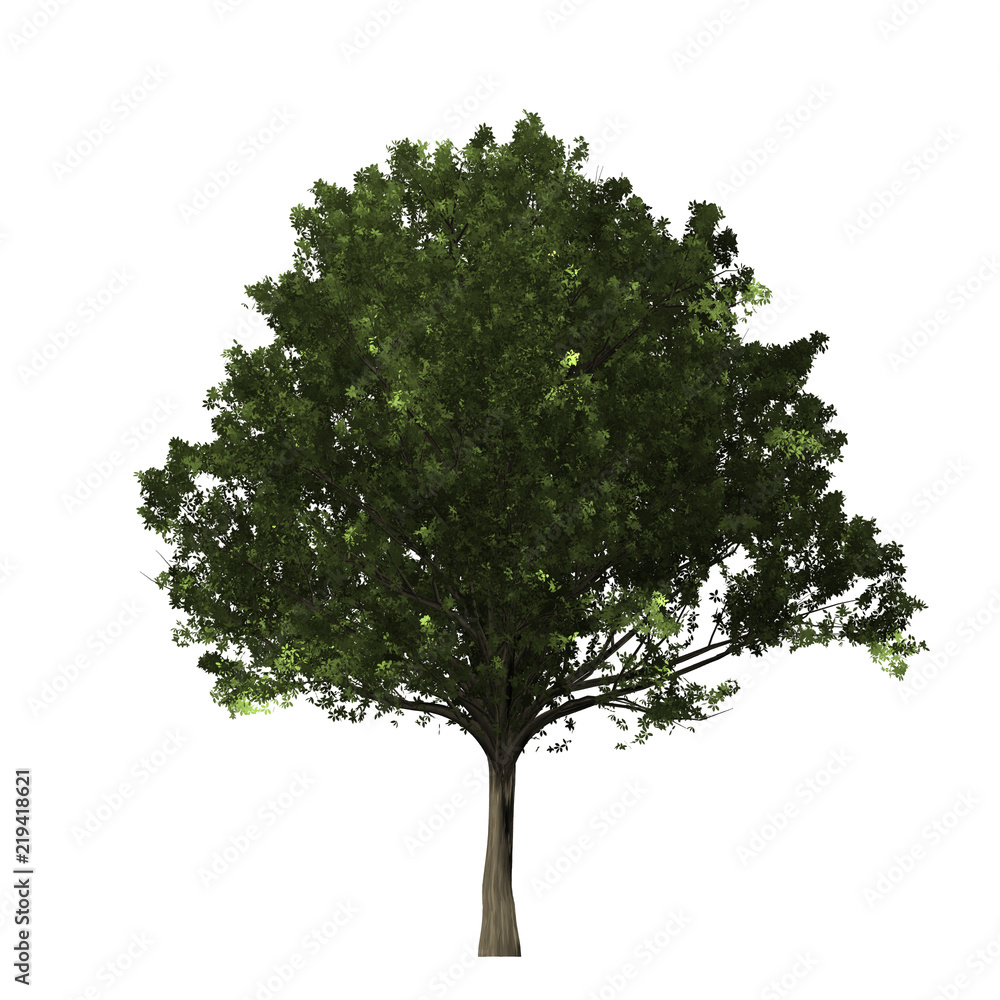 Fototapeta premium Tree