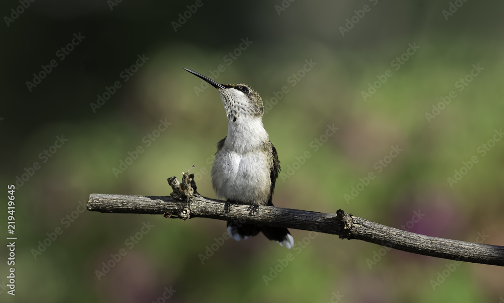 Fototapeta premium Another Distraction