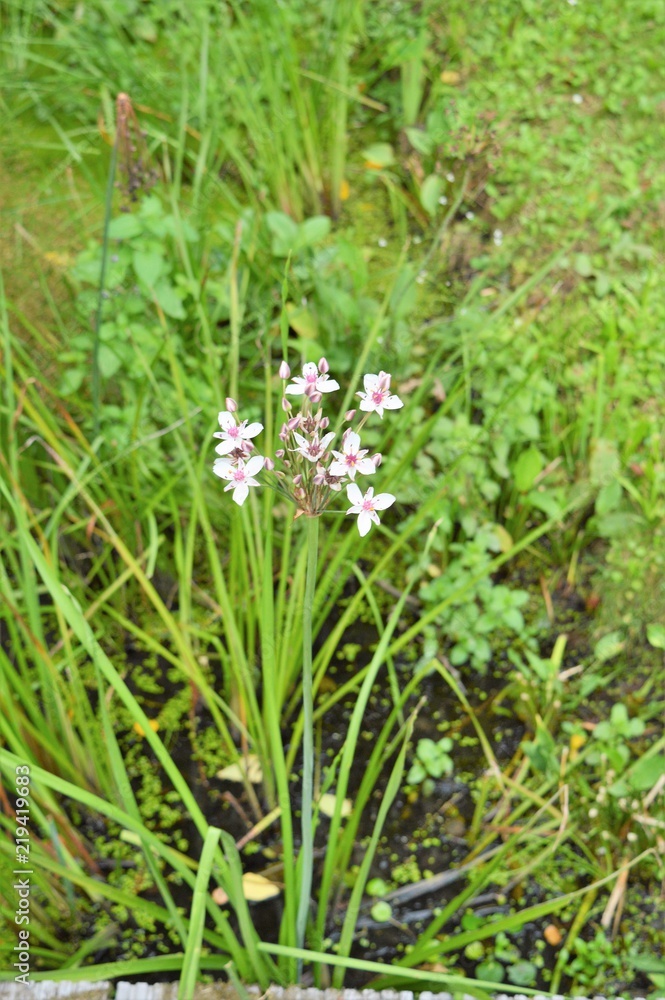Wandern Niederrhein Wandern Grefrath-Oedt, Bachlauf, Teich, Blumenbinse, rosa Blüte Wandern Niederrhein Wandern Grefrath-Oedt, Bachlauf, Teich, Blumenbinse, rosa Blüte
