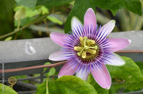 Blüte der Passionsblume (Passiflora) Nahaufnahme photo