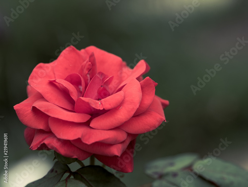 fleur rouge en gros plan en   t   sur fonds sombre et vert dans un jardin