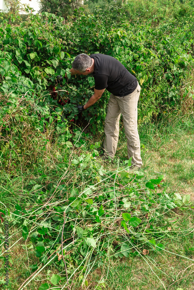 Fototapeta premium Young man picks ripe red currants from a bush