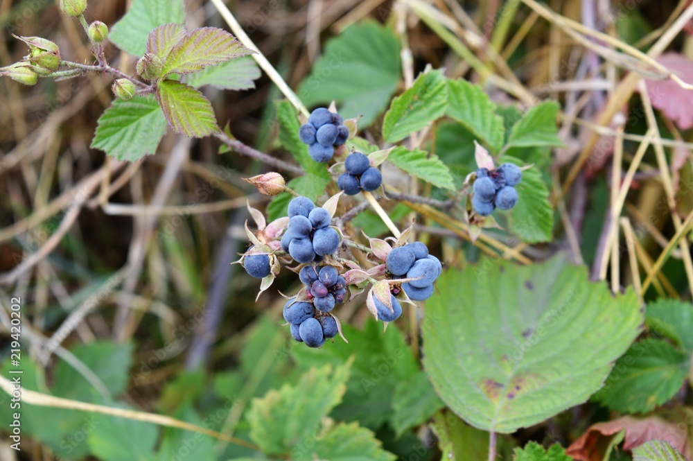 Früchte der wilden Brombeere - Kratzbeere (Rubus caesius) am Niederrhein Früchte der wilden Brombeere - Kratzbeere (Rubus caesius) am Niederrhein