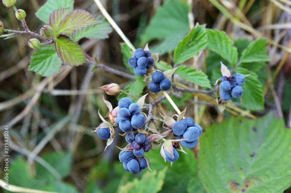 Früchte der wilden Brombeere - Kratzbeere (Rubus caesius) am Niederrhein Früchte der wilden Brombeere - Kratzbeere (Rubus caesius) am Niederrhein