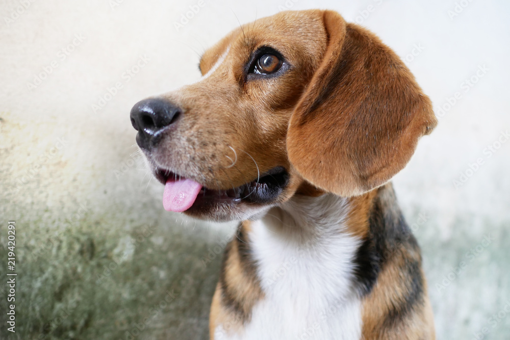 Portrait of  beagle dog outdoor at a side of house 's wall.